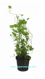 Hydrocotyle Tripartita (Japan) - Article To Be Sold Only In Italy