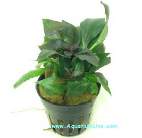 Hygrophila Corymbosa - Article To Be Sold Only In Italy