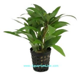 Hygrophila Guianensis - Article To Be Sold Only In Italy