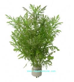 Hygrophila Difformis - Article To Be Sold Only In Italy