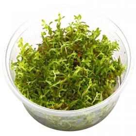Rotala Vietnam H'ra in Vitro - article to be sold only in italy
