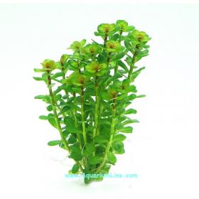 Rotala Indica - article to be sold only in italy