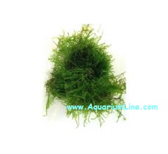 Muschio Taiwan Moss (Taxiphyllum Alternans) - Porzione