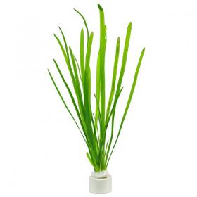 Vallisneria Spiralis - Article To Be Sold Only In Italy