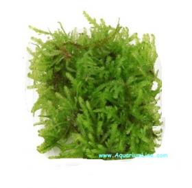 Muschio Weeping Moss (Vesicularia Ferriei)  - Article To Be Sold Only In Italy