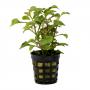 Alternanthera Bettzickiana - Article To Be Sold Only In Italy