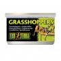 Exoterra Grasshoppers 34gr - Cavallette in Scatola