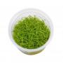 Eleocharis Parvula - Article To Be Sold Only In Italy
