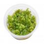 Rotala Wallichii  - Article To Be Sold Only In Italy