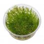 Leptodictyum Riparium (Stringy Moss)- Article To Be Sold Only In Italy