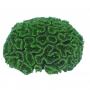 AQL Decorazione Corallo in Resina Modello Euphyllia Green cm22x18x12h