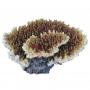 AQL Decorazione Corallo in Resina Modello Acropora 1 cm23x20x9h