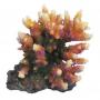 AQL Decorazione Corallo in Resina Modello Acropora 2 cm13x14x13h