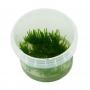 Vesicularia Reticulata (Erect Moss)- Article To Be Sold Only In Italy