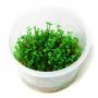 Marsilea Crenata in vitro - Article To Be Sold Only In Italy