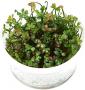 Marsilea  Hirsuta in vitro- Article To Be Sold Only In Italy