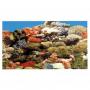 AquariumLine A8000190 Wallpaper double outdoor opportunities - 100 x 50H - cm