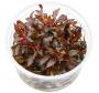 Alternanthera Reineckii ‘mini’ in vitro - Article To Be Sold Only In Italy