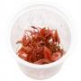Ada Bio Mizukusa No Mori Cryptocoryne wendtii Pink panther Cup-S (7,5Ø-4H) - Article To Be Sold Only In Italy