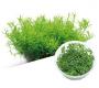 Ada Bio Mizukusa No Mori Rotala rotundifolia green Cup-S (7,5Ø-4H)  - Article To Be Sold Only In Italy
