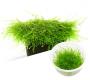 Ada Bio Mizukusa No Mori Taxiphyllum flame moss Cup-S (7,5Ø-4H) - Article To Be Sold Only In Italy