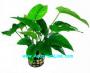 Anubias Barteri var. Barteri - Article To Be Sold Only In Italy