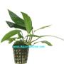 Anubias Barteri var. Glabra (Lanceolata) - Article To Be Sold Only In Italy