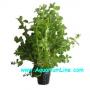 Bacopa Caroliniana - Article To Be Sold Only In Italy