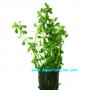 Bacopa Monnieri - Article To Be Sold Only In Italy