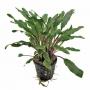 Cryptocoryne Undulata Green- Article To Be Sold Only In Italy