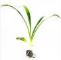 Chlorophytum "Green" - Article To Be Sold Only In Italy