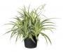 Chlorophytum bichetii - Article To Be Sold Only In Italy