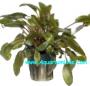Cryptocoryne Wendtii Brown - Article To Be Sold Only In Italy