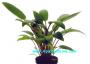 Cryptocoryne Beckettii - Article To Be Sold Only In Italy