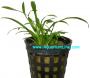 Cryptocoryne Parva - Article To Be Sold Only In Italy