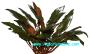 Cryptocoryne Undulata kasselman - Article To Be Sold Only In Italy