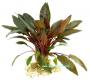 Cryptocoryne Legroi - Article To Be Sold Only In Italy