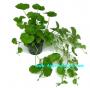 Hydrocotyle Leucocephala - Article To Be Sold Only In Italy