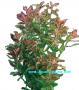 Hygrophila Polysperma Rosanervig (Rosae Australis) - Article To Be Sold Only In Italy