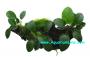 Wood Anubias Barteri - Article To Be Sold Only In Italy