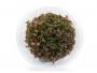 Ludwigia "Sp Mini Super Red" in vitro - Article To Be Sold Only In Italy