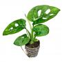 Monstera Adansonii - Article To Be Sold Only In Italy
