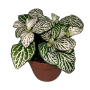 Fittonia Mosaic Purple Snow Ø8cm - Article To Be Sold Only In Italy