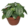 Fittonia Mosaic Snow Angel Ø8cm - Article To Be Sold Only In Italy