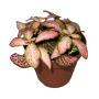 Fittonia Mosaic Tiger PinK Ø8cm - Article To Be Sold Only In Italy