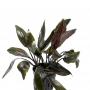 Cryptocoryne Nurii - Article To Be Sold Only In Italy