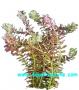 Rotala Rotundifolia - Article To Be Sold Only In Italy