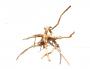 Decorline Spider Wood misure cm12x10x11 Foto Reale cod.SP07