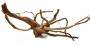 Decorline Spider Wood misure cm40x10x18 Foto Reale cod.SP13