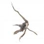 Decorline Spider Wood misure cm20x23x12 Foto Reale cod.SP15